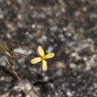 Cleome aspera J.Koenig ex DC.